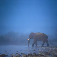 A handsome tusker crossing the Ramganga river on a super cold, foggy morning in Corbett, creating a moody and atmospheric scene.