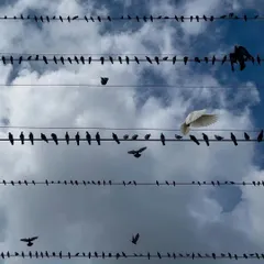 A moment of contrast. The single white bird breaks the pattern of the dark pigeons, creating a focal point in this urban nature scene.