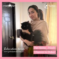 Noah is pictured here with her owner, safe and sound after her relocation from Chennai to Dubai. We take pride in reuniting families with their beloved feline friends.