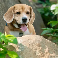 This Beagle looks like he's on top of the world, posing happily among the rocks and leaves. Outdoor settings provide a beautiful, natural backdrop that lets a dog's adventurous spirit shine.