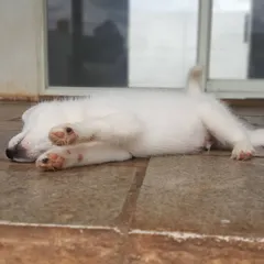 The cutest little paws. A puppy napping after a session of gentle play in our puppy unit, where they get round-the-clock attention.