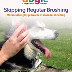Seasonal changes mean new grooming needs. Skipping regular brushing can lead to mats and tangles, which get worse during shedding seasons. A good detangling spray can make a huge difference.
