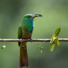 The magnificent Blue bearded Bee-eater, the largest of all bee-eater species, seen here with a freshly caught insect. Its iridescent blue and green plumage is stunning to photograph.