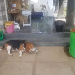This beagle is enjoying a dehydrated bone, which offers a safe and long-lasting chewing experience. This kind of canine enrichment is perfect for keeping a dog happily occupied.