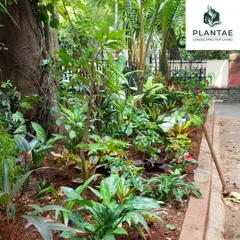 A ground-level view of the garden bed we planted at the BIS School. We selected a diverse mix of foliage plants with varying colors, shapes, and sizes to create a rich, textured, and visually engaging garden that can also serve as an educational tool.
