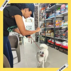 This happy white dog is excited and ready to go after his spa session. I love seeing them leave with so much energy and confidence.