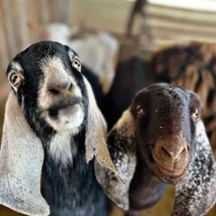 These two goats are full of personality. The petting zoo is a fantastic place for children to learn about different animals in a hands-on way.