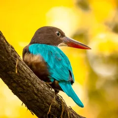 The White-throated Kingfisher is larger and just as beautiful. I photographed this one against a brilliant yellow autumn background at IIT Bombay, using the contrasting colours to create a visually impactful image.