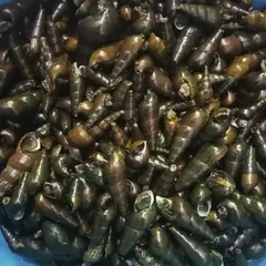 A close-up of the long-shelled snails, highlighting their natural color and form before they are prepared for cooking.