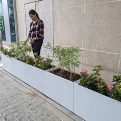 A final inspection of the newly installed planters. The combination of flowering Ixora and leafy Variegated Tagar creates a beautiful, low-maintenance green solution for this corporate entryway.