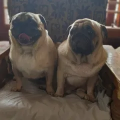 Two Pug besties relaxing on a chair. They are allowed on the furniture because this is their home too.