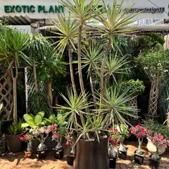 A beautiful variegated Yucca, its leaves striped with cream and green, stands tall in front of my nursery. This variety adds a bit of extra brightness and interest to the classic Yucca form.