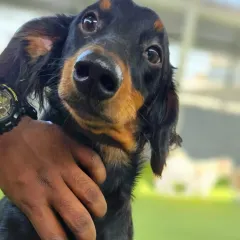 Look at those sweet eyes. This little Dachshund is getting a loving pat, a small moment of connection that we share with all our guests throughout the day.
