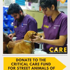 An appeal to donate to our Critical Care Fund during a fundraising challenge. This image shows our vets in action, highlighting how donations directly support the medical care of street animals.