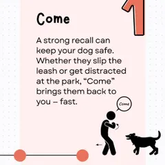The 'Come' command, or recall, is a potential lifesaver. It ensures your dog will return to you quickly, whether they slip their leash or get distracted at the park.