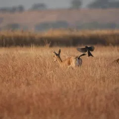 A perfectly timed shot of a Black Drongo hitching a ride on a Chinkara (Indian Gazelle). These symbiotic relationships are fascinating to observe and photograph, telling a deeper story about the ecosystem.