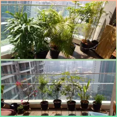 A tale of two balconies in Oshiwara after a visit from our mali team. The top photo shows a collection of lush palms and bamboo, while the bottom features beautiful flowering plants, all groomed and healthy.