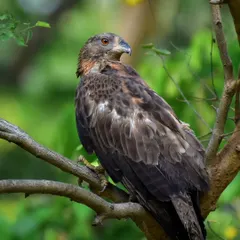Patience is everything in birding. After a long wait, this Oriental Honey Buzzard finally landed on a beautiful perch, giving me a rewarding shot of its majestic profile.