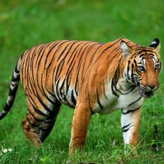 A subadult tigress from Kabini, photographed during the festive season of Ayudha Pooja. Her powerful build and focused gaze against the lush green grass represent the strength and vitality of the next generation.