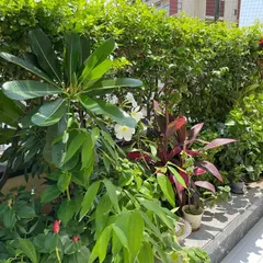 The white Plumeria flowers add a beautiful fragrance to this terrace garden. We select plants that engage all the senses, creating a truly immersive natural experience for our clients.