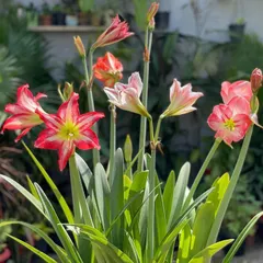 This is the reward for a year of patience. My Amaryllis lilies are in full bloom, adding beautiful shades of red and pink to my terrace garden. I can help you understand the right care, from bulb planting depth to sunlight needs, to get these stunning results yourself.