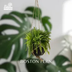 The Boston Fern, with its lush, feathery fronds, is another excellent choice for a hanging planter. It adds a touch of grace and works well in bathrooms due to the humidity.