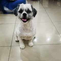 A very happy customer. This sweet Shih Tzu is all smiles after a complete grooming session, including a bath, haircut, and nail trim.