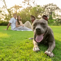 A classic engagement portrait with a furry twist. Millie the Pitbull takes center stage in this shot, lying happily in the grass while her newly engaged parents look on from the background. It's the perfect way to include your pet in your big announcement.