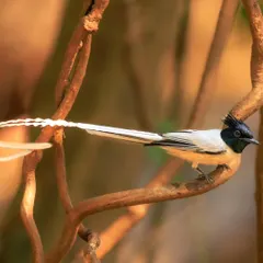A full view of the adult male white morph Indian Paradise Flycatcher. It takes young males several years to develop these spectacular 30 cm long tail streamers.