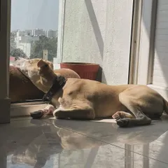 Soaking up the morning sun. This pup found a perfect, quiet spot by the window to relax and watch the world go by. We have plenty of sunny corners for peaceful afternoon naps.