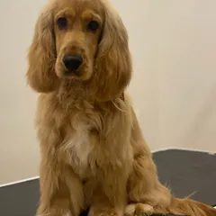 Ollie the Cocker Spaniel sits patiently for his portrait. His long, beautiful ears and coat have been carefully brushed and styled.