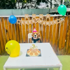 Here is the full birthday setup for a special beagle's third birthday. We provide the decorated table, balloons, and a personalized paw-print cake for the perfect photo opportunity.