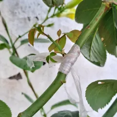 This is what a successful bud graft looks like on a rose stem. I'll guide you through the process of how to attach a new bud to an existing plant to grow a different variety of rose.