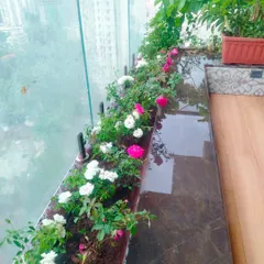 The final result of a carefully planned balcony garden. We transformed this urban space with a beautiful arrangement of pink and white roses, creating a peaceful and vibrant retreat. A well-maintained garden like this brings positive energy and a touch of nature to your home.