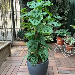 This lush Monstera adansonii, with its unique perforated leaves, is potted and supported on a moss stick, ready for delivery. It's a fast-growing vining plant that adds a tropical feel to any room.