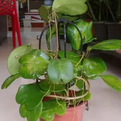 The Hoya Kerrii, also known as the sweetheart plant, features unique heart-shaped leaves. It is a charming and resilient plant that makes for a thoughtful and symbolic gift.