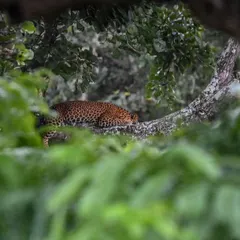 A quiet moment of peace in the jungle. Spotting a leopard resting in the branches is a rare and rewarding experience. I focus on responsible tourism that respects the animals' space, allowing for natural sightings like this.