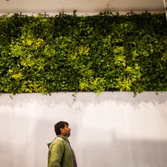 A closer look at the cascading money plant wall I installed for an exhibition. The varying shades of green and the natural drape of the vines create a dynamic and organic feel, turning a simple wall into a living feature.