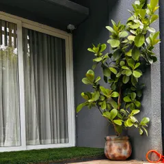 The Autograph Tree, or Clusia Rosea, is a fantastic choice for an outdoor or patio space. Its unique, paddle-like leaves create a tropical feel, and it's a hardy plant that can make a big impact.