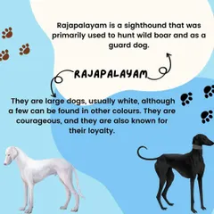 The Rajapalayam is a majestic sighthound from India, known for its loyalty and courage. Originally used to hunt wild boar, they are powerful and graceful guard dogs.