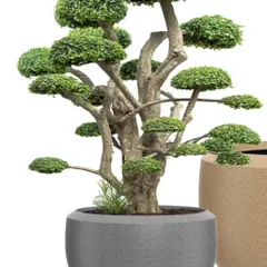 A beautiful bonsai tree deserves an equally beautiful pot. This grey, textured polymer planter provides a stable and stylish base for this magnificent specimen, perfect for a zen garden theme.