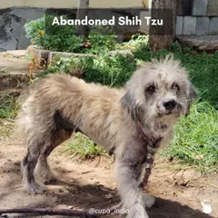 This is the story of an abandoned Shih Tzu brought to our Trauma Centre. She was suffering from a severe skin infestation and was terrified of people. This picture shows her condition upon arrival, matted and scared.