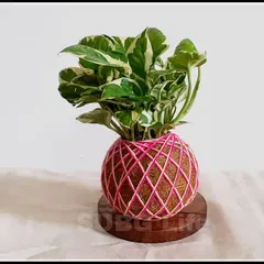 Here is another popular choice, the variegated Money Plant, handcrafted into a Kokedama with pink thread. This shows how a common houseplant can become a unique piece of art. It's lightweight, easy to care for, and purifies the air.