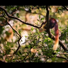 The Indian Giant Squirrel, with its vibrant maroon and cream coat, navigates the high branches of the forest. Its long, bushy tail makes it a spectacular sight in the Western Ghats.