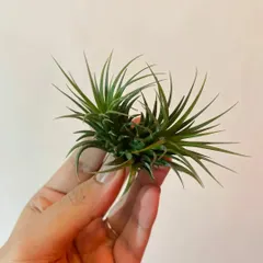 A healthy Tillandsia air plant. These plants absorb water and nutrients through their leaves, so a regular misting is all they need.