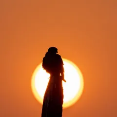 A creative silhouette of a Shikra perched against the setting sun. Using the sun as a graphic element in the background can turn a simple shot into a piece of art.