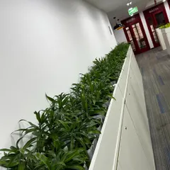 A closer look at the corridor planters at Protiviti. I used hardy Dracaena plants that thrive indoors and require minimal care, which is part of my strategy to provide beautiful and sustainable green solutions for busy corporate spaces.