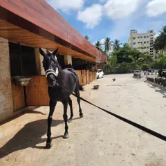 Our stunning black thoroughbred, a true beauty, posing outside our rustic wooden stables on a bright, sunny day.