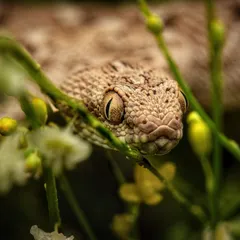 A Saw-scaled Viper, one of India's most venomous snakes, peers through wildflowers in the Thar Desert. Despite its small size, its aggressive nature makes it incredibly dangerous.