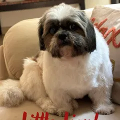 Don't let the "Little Lion" text fool you, this Shih Tzu is a total sweetheart. We welcome small breeds and ensure they have a safe and fun time, whether they're playing with friends or relaxing indoors.